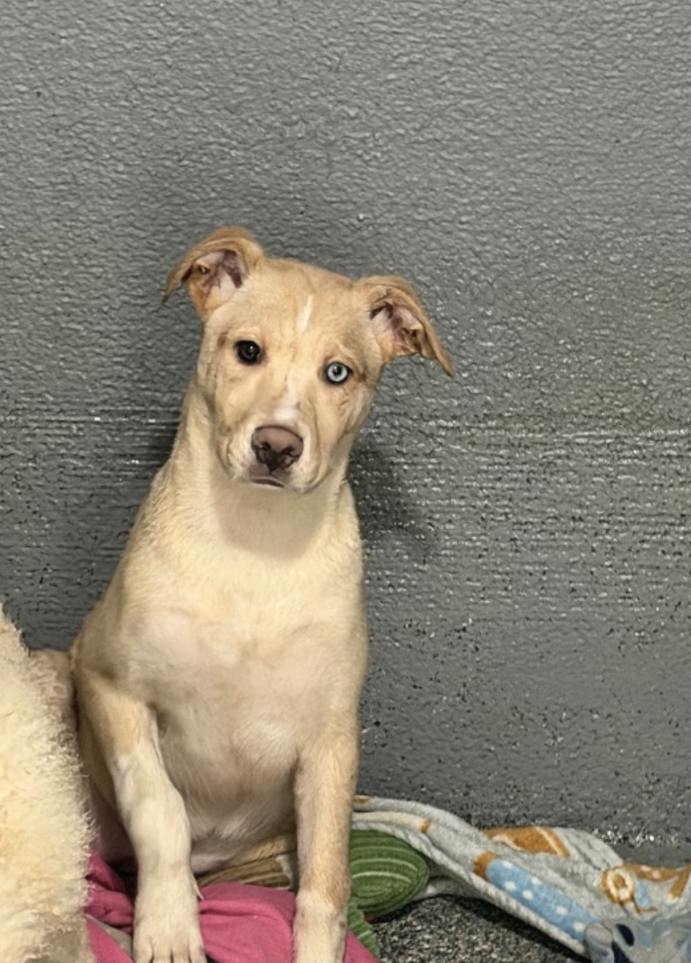 husky pupy for adoption in Pittsburgh