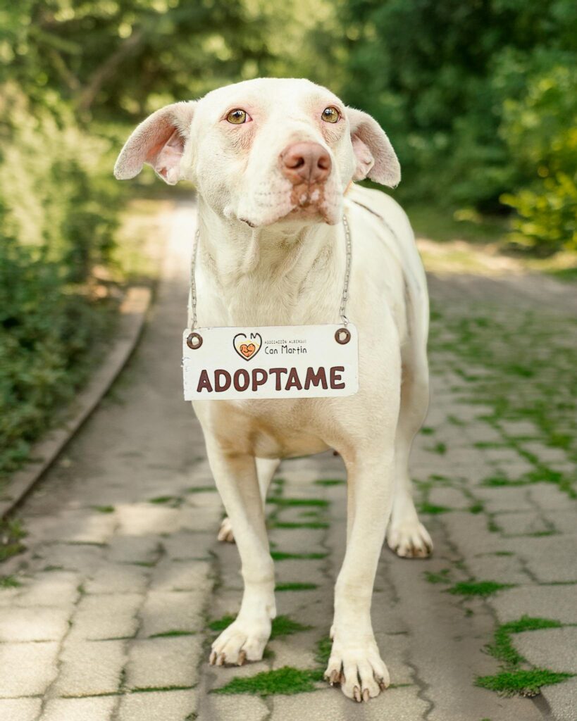 Charming white dog with adoption sign outdoors, seeking a loving home in Peru.